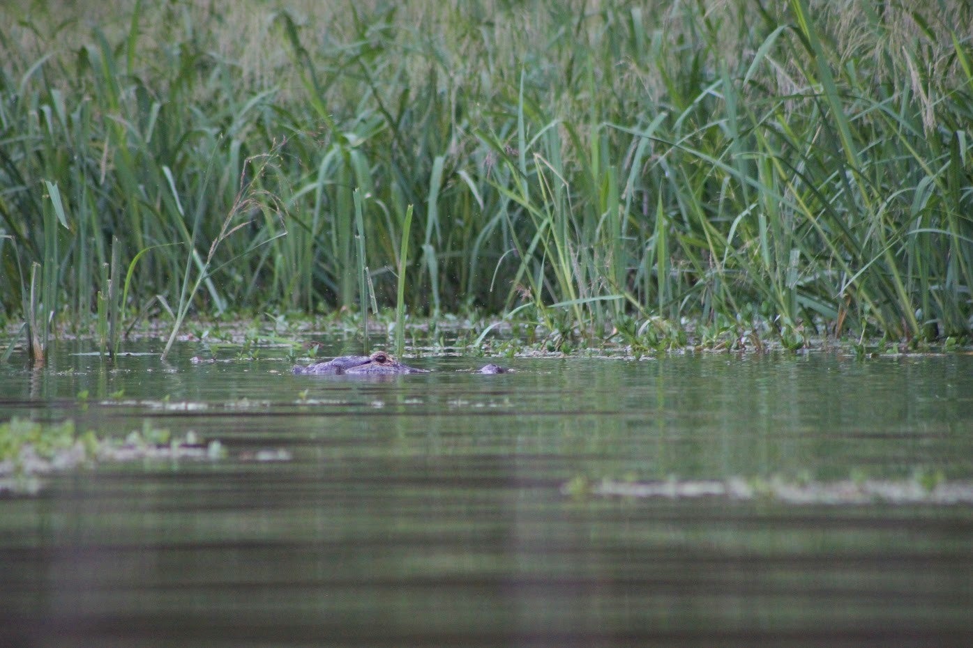 An alligator almost entirely submerged underwater with only its nose and eyes exposed